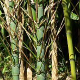 Phyllostachys aurea Dr Don.JPG